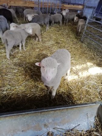 LA FERME DES PALETS  élevage d’agneaux Saint-Julien le Montagnier, Haut Var Provence - Producteur - Haut Var Verdon - Image 6